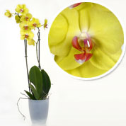 Orchidée Jaune + Cache pot Transparent